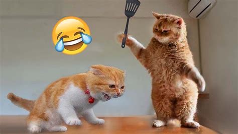 funny cats videos